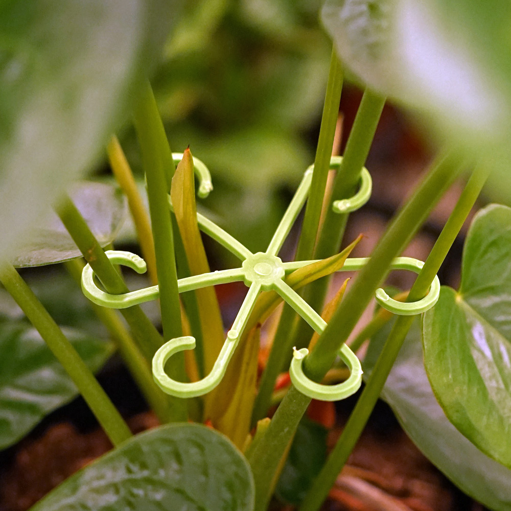 morningscent 몬스테라 줄기 고리지지대 4종 세트, 1세트 3,900원