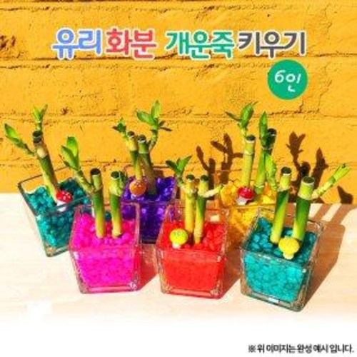 오렌지e몰 유리화분 개운죽키우기 - 6인 19,970원