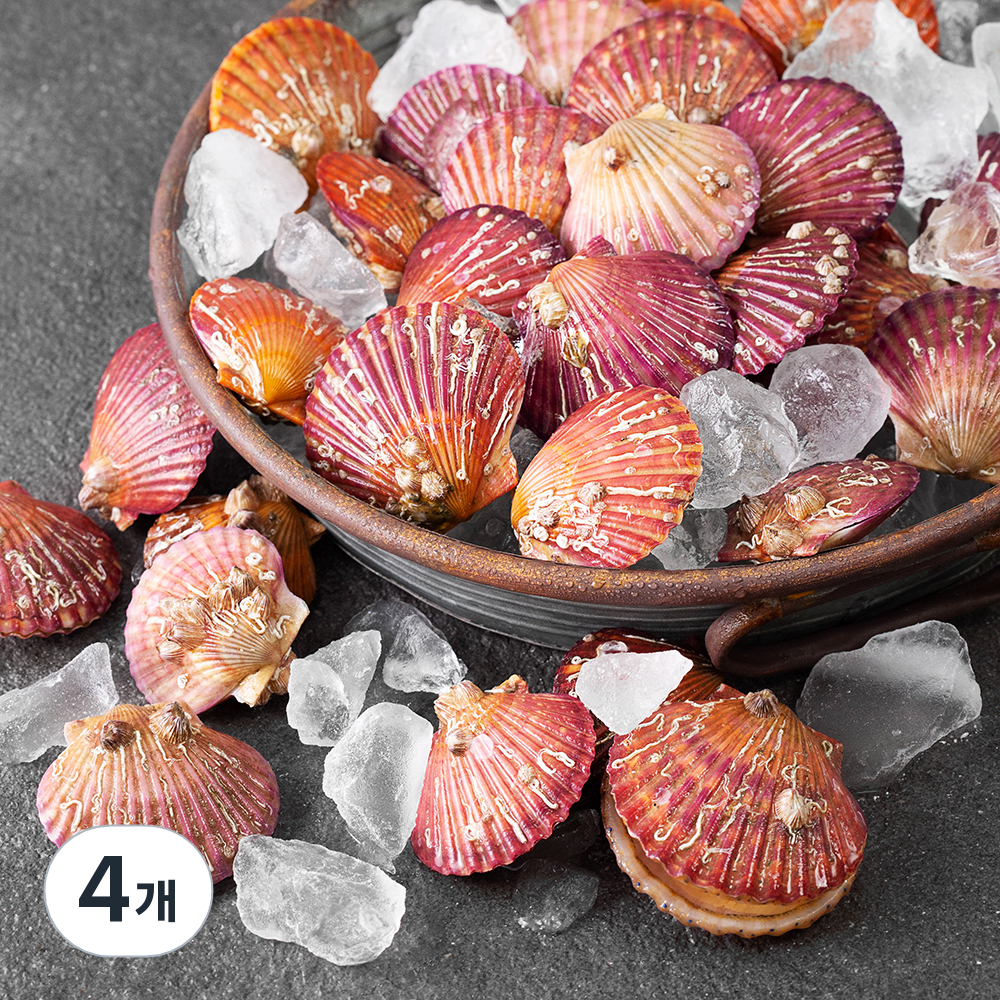 아라보감 국산 생물 홍가리비 (냉장) 29,400원