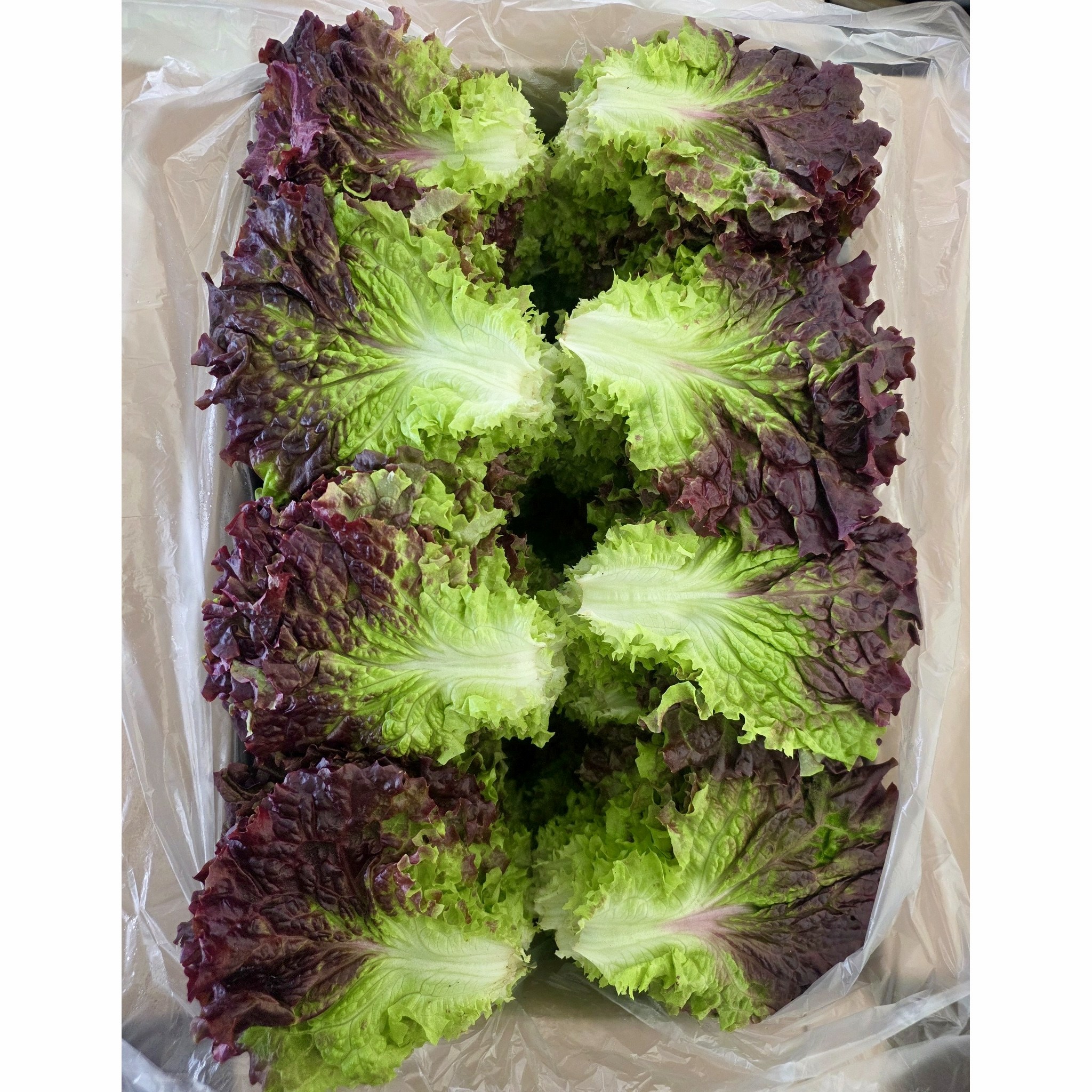 싱싱농산물 국내산 익산탑마루 싱싱한 상추 꽃상추 당일수확 산지직송, 1개, 300g 4,080원