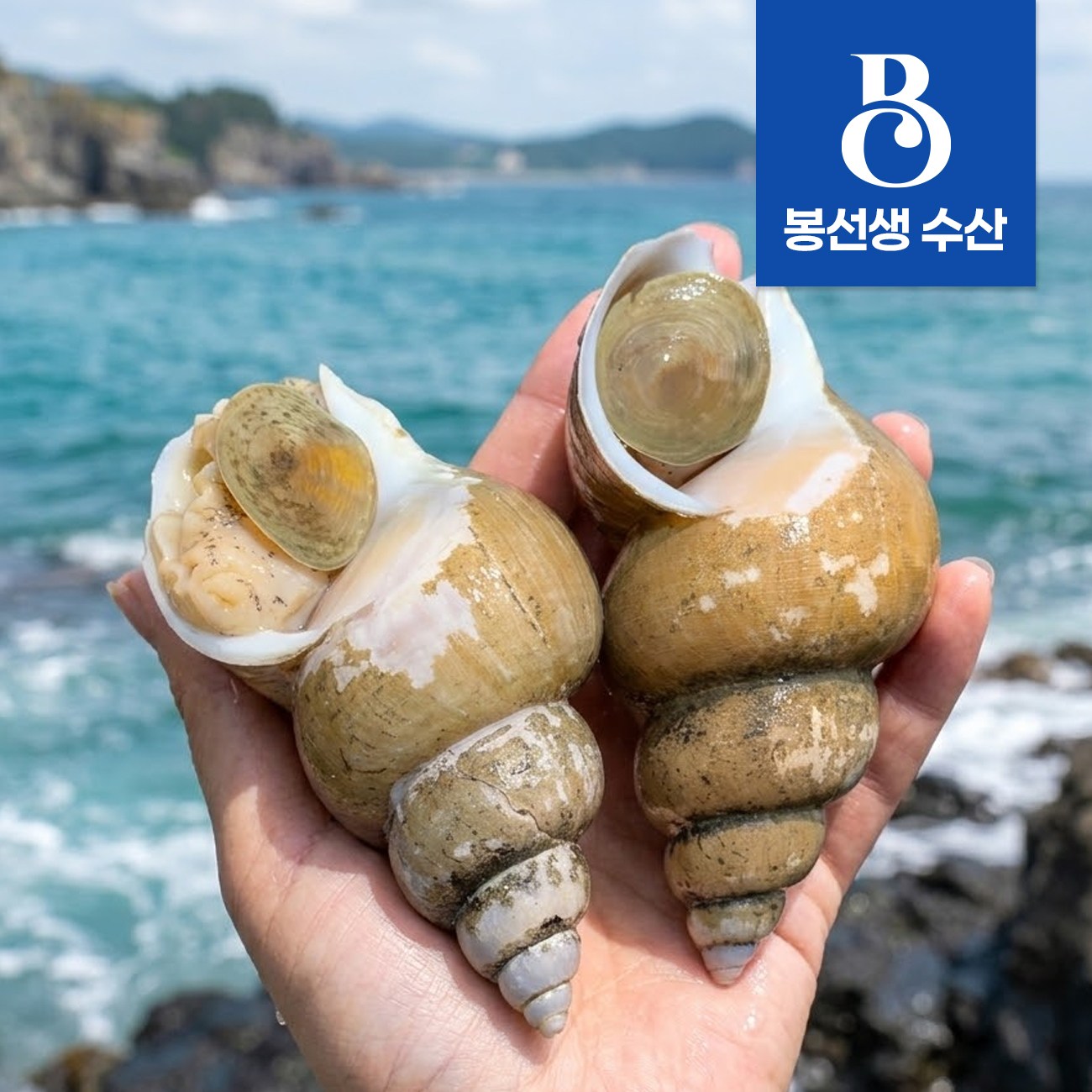 동해안 백골뱅이 포항 당일조업 생물 제철 백고동 골뱅이 1kg, 1개, 백고동 소 19,900원