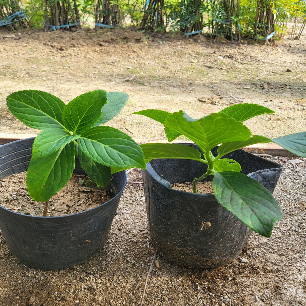 엔들레스썸머/제주 수국/포트묘 분묘 선택, 1개, 원예수국 포트묘 7,000원
