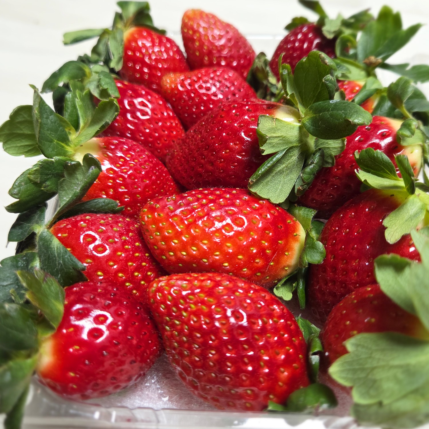 [환불보장]프리미엄 죽향 딸기 1kg 가락시장 경매 직송 57,800원