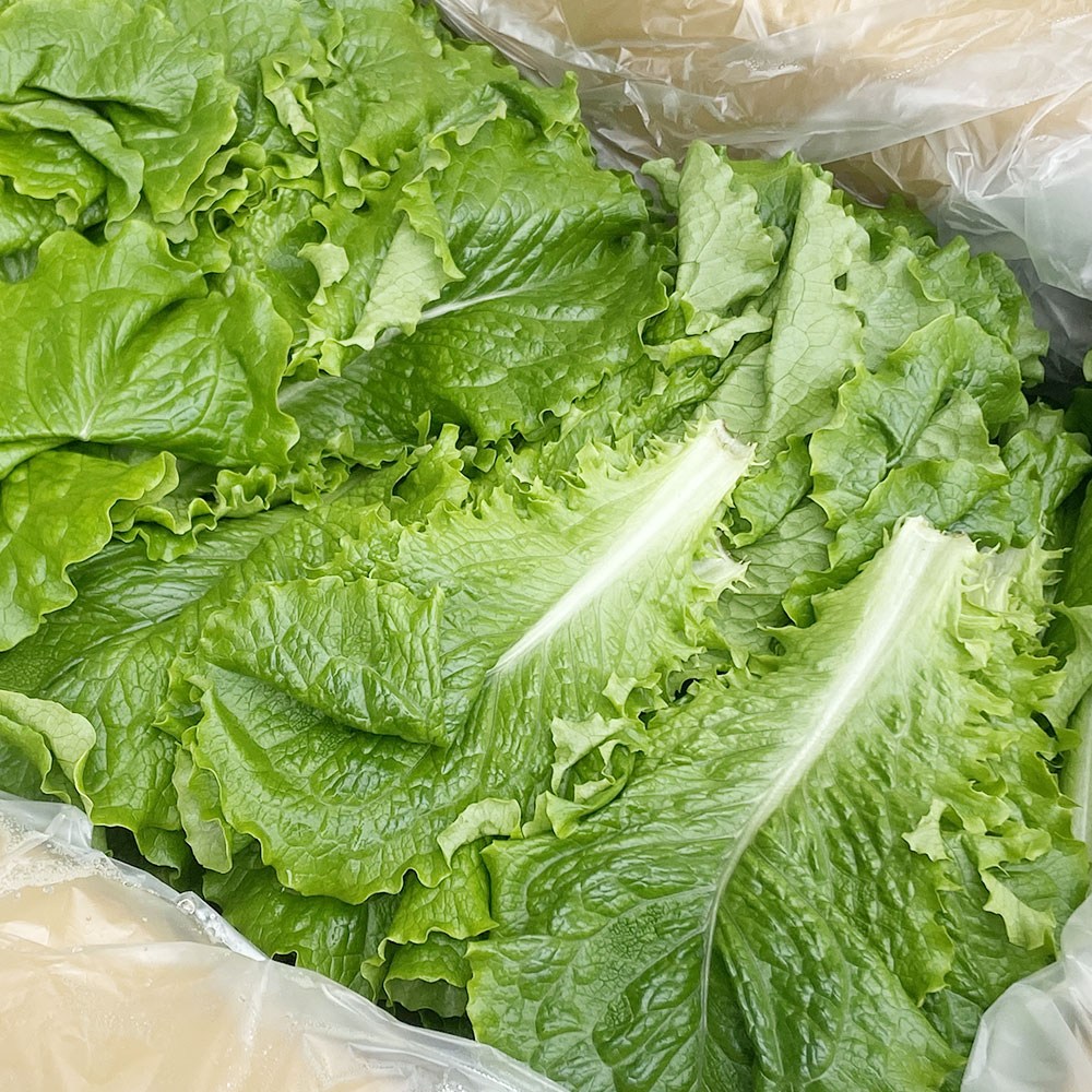 싱싱하고 맛난 국산 잎로메인 로메인상추 약2kg 유러피안 샐러드 26,500원