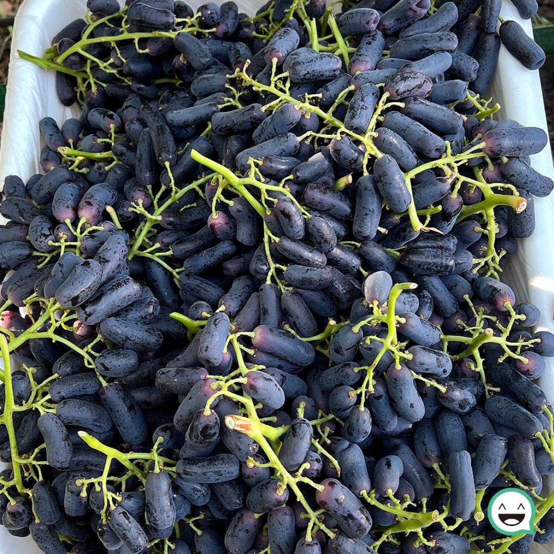 고당도 블랙사파이어 포도 씨없는 가지포도, 1박스, 사파이어포도 4kg 34,580원