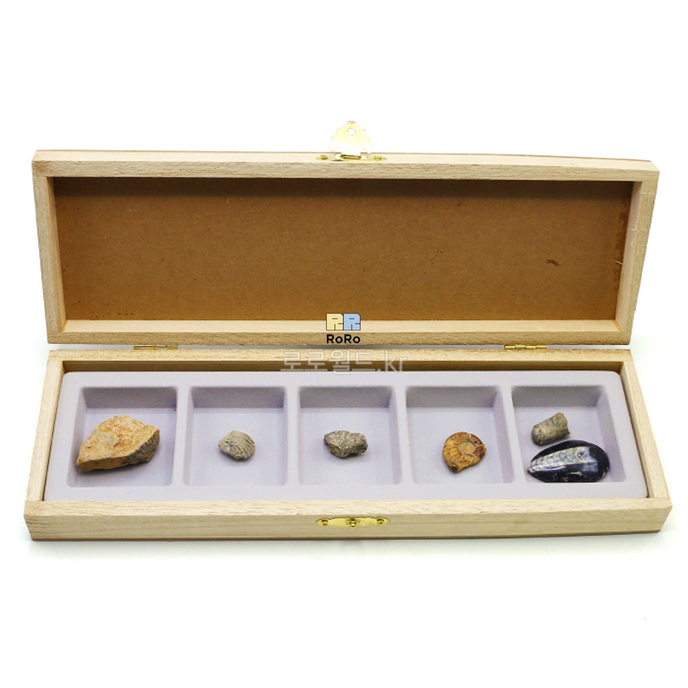 동물 화석 표본 5종 (삼엽충 완족류 산호 암모나이트 오소세라스) 과학 실험 키트 교구 도구 만들기 52,300원