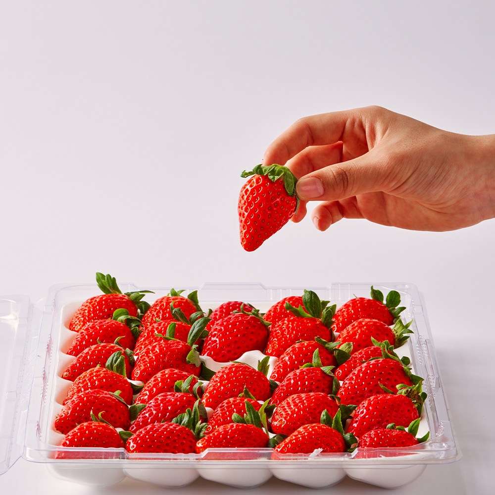 동화속딸기 고당도 산지직송 겨울 프리미엄 생 설향딸기(30구) 800G 내외 37,900원