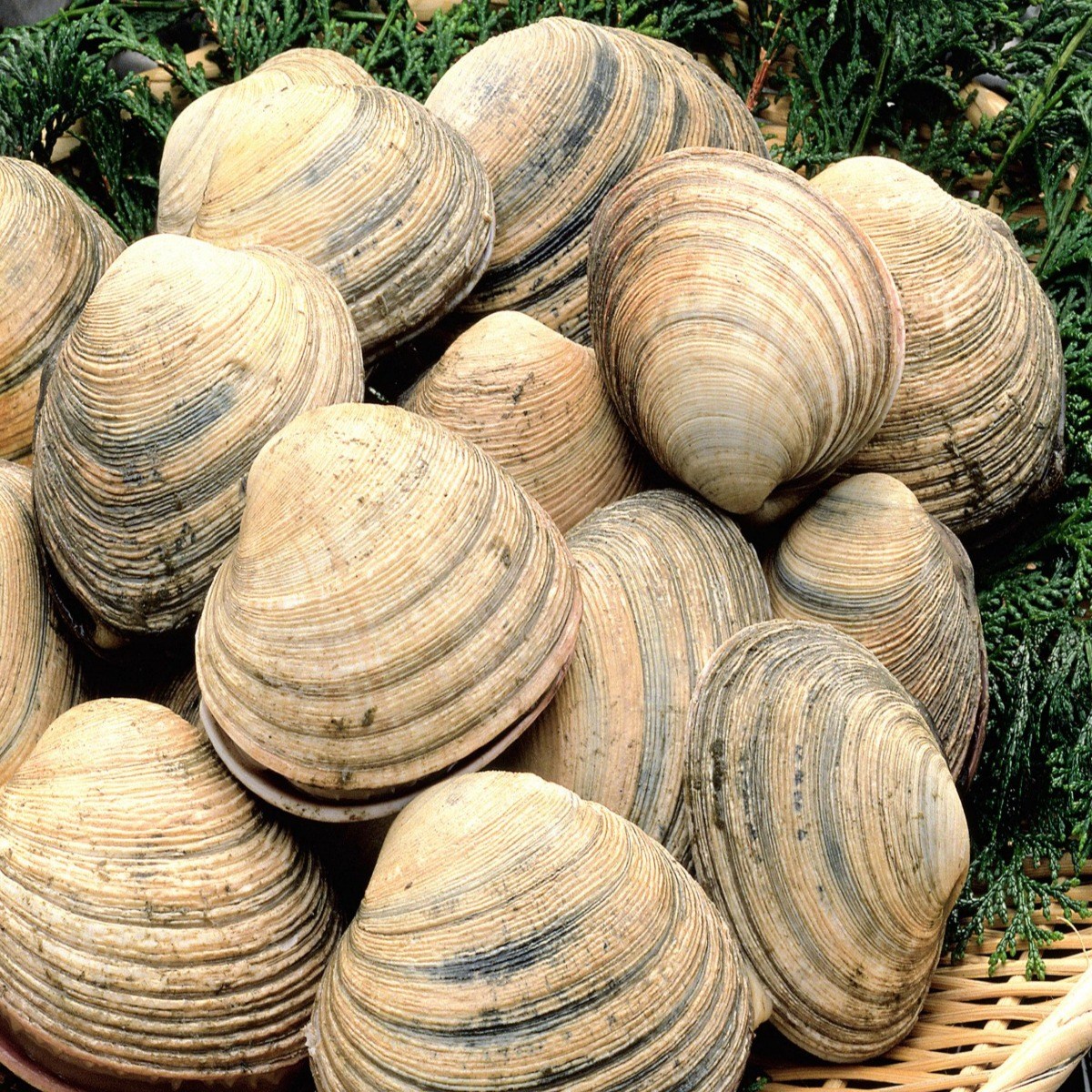 영롱한수산 (산지직송) 자연산 제철 생물 왕 대합 개조개 1kg, 1개, 대합 1kg 34,040원