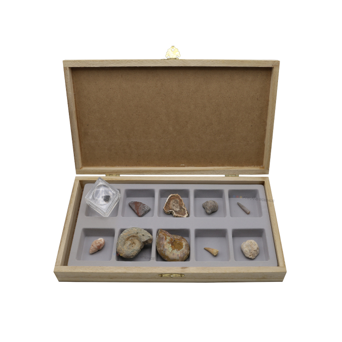 화석-중생대화석표본 127,120원