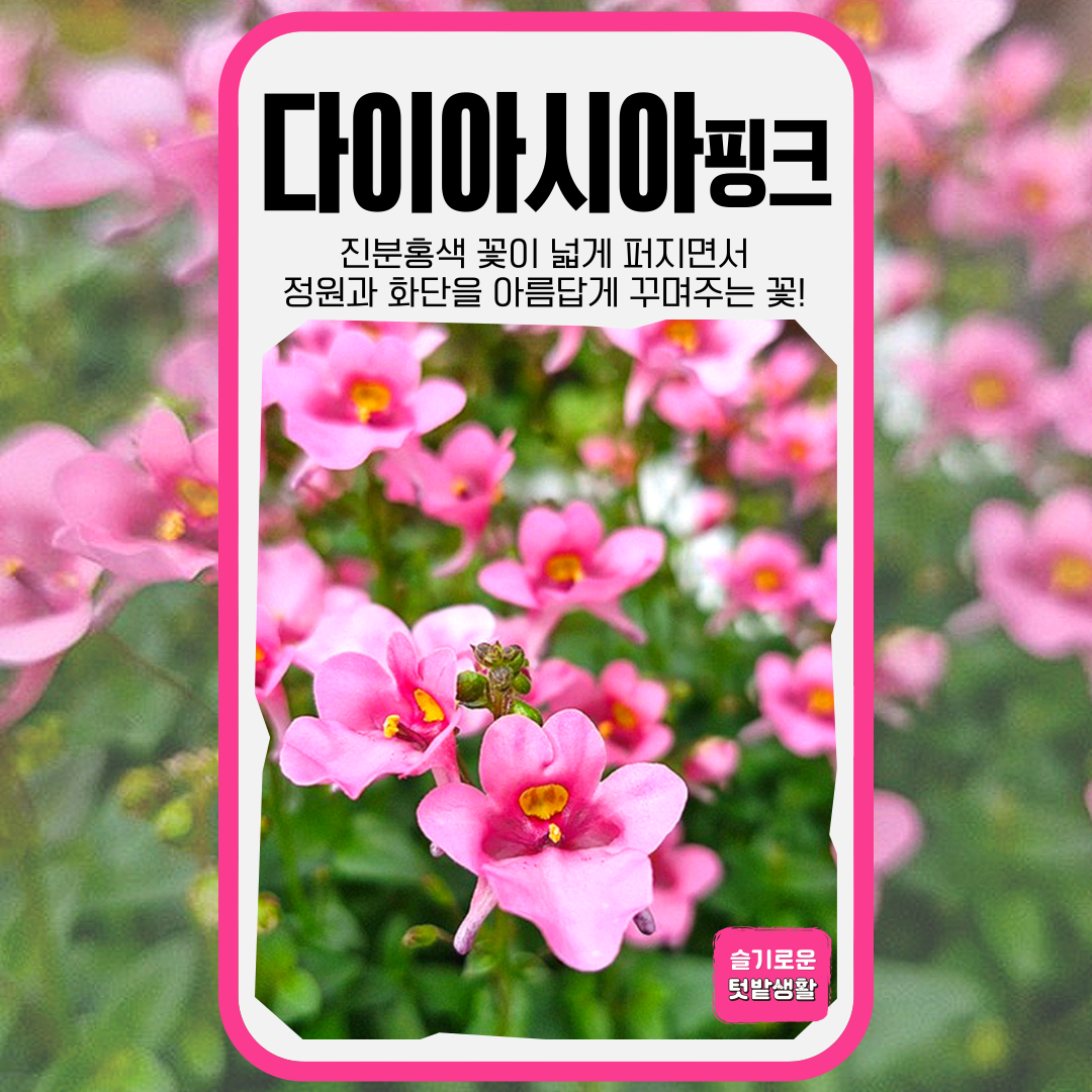 다이아시아 핑크 씨앗 50립 세계종묘 종자 모종 씨 야생화 꽃씨 일년생 트윈스퍼 화단가꾸기 4,000원