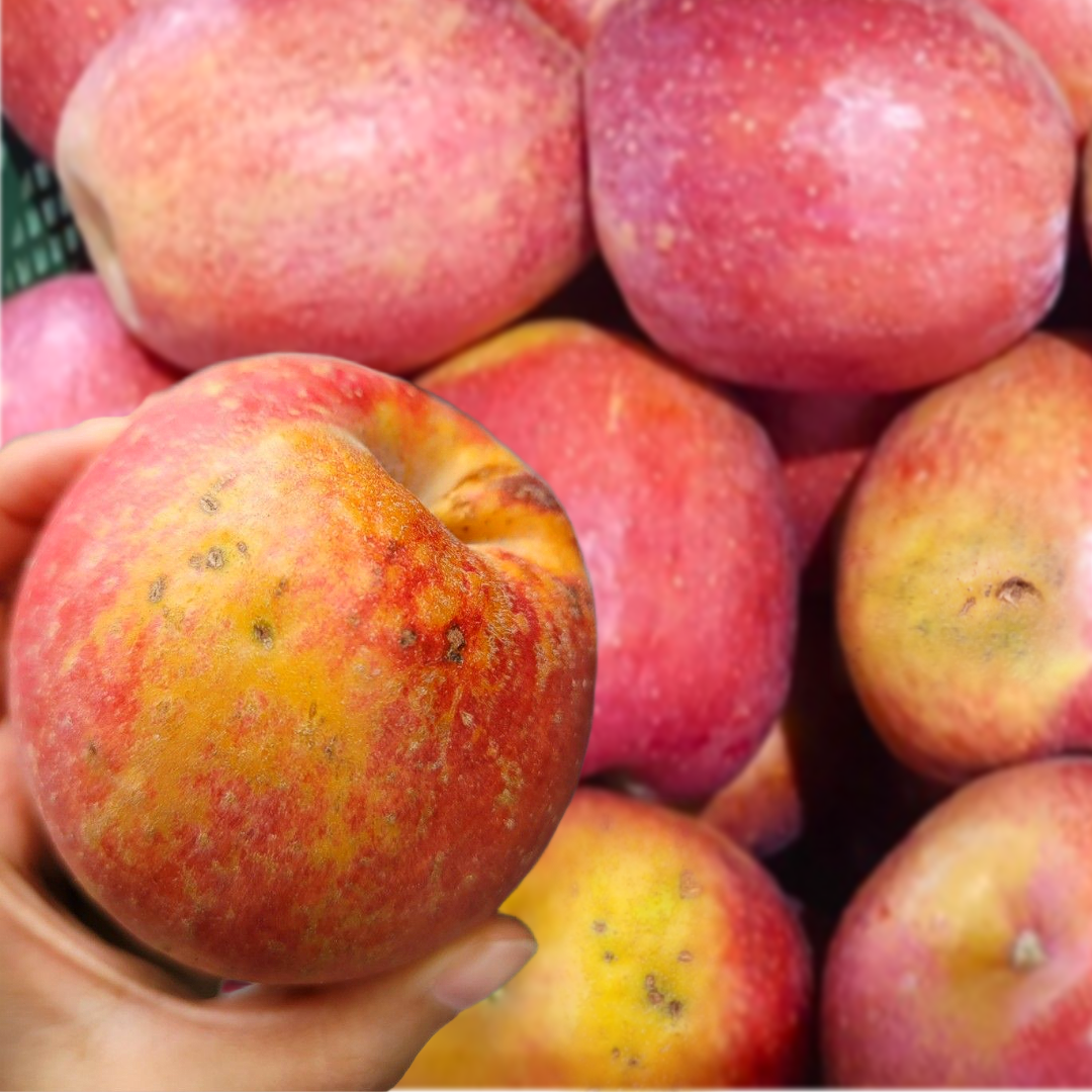 [초특가할인] 감홍사과 감홍 사과 못난이 대용량 69,800원