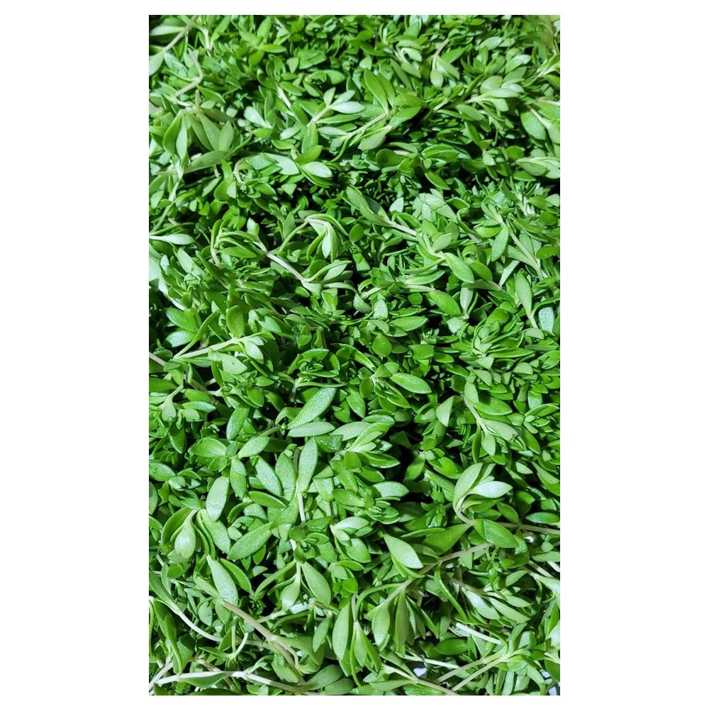 야채왕 돌나물 돗나물 돈나물 4kg(3.8~4kg) 박스 무료배송, 4kg, 1개 16,900원