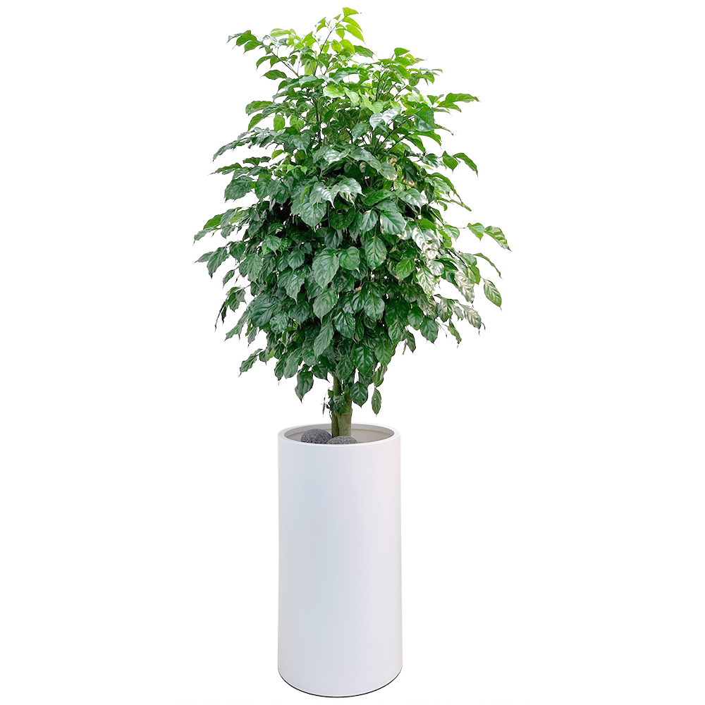 피움뜰 돈나무 금전수 녹보수 공기정화식물 - 개업화분 집들이 승진 사무실 이전 개원 병원 식당 개업식 축하화분배달 당일꽃배달 145,000원