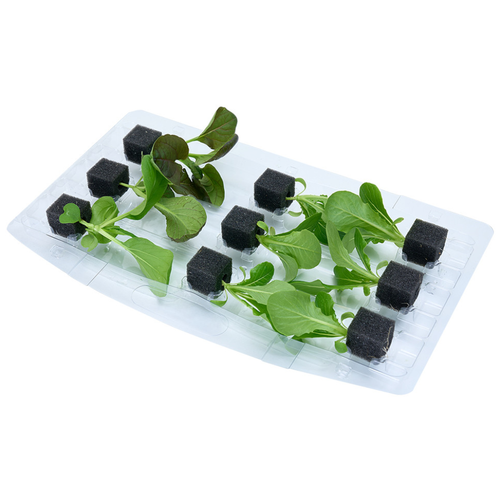 자람홈미니 수경재배 이자벨 모종, 6개 6,200원