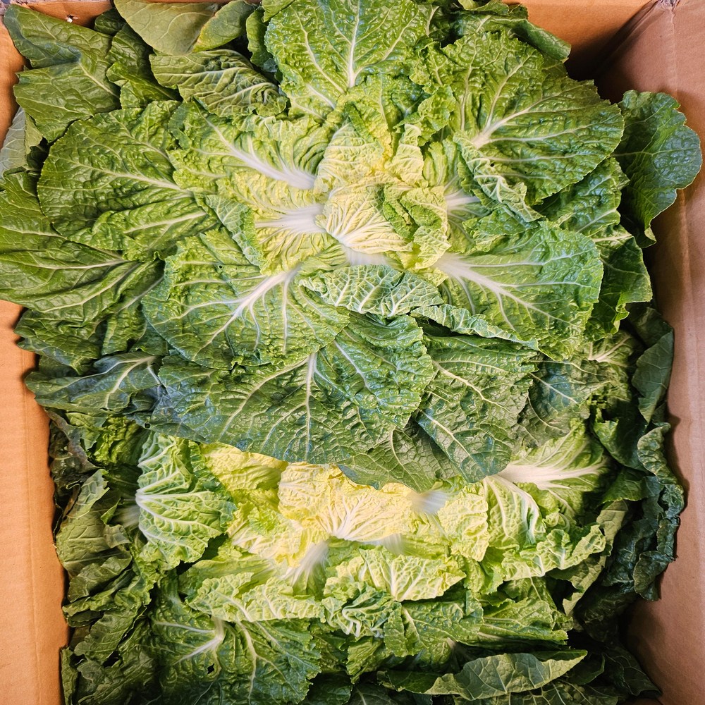 초특가 일등농수산 진도 완도 봄동 배추 10,000원