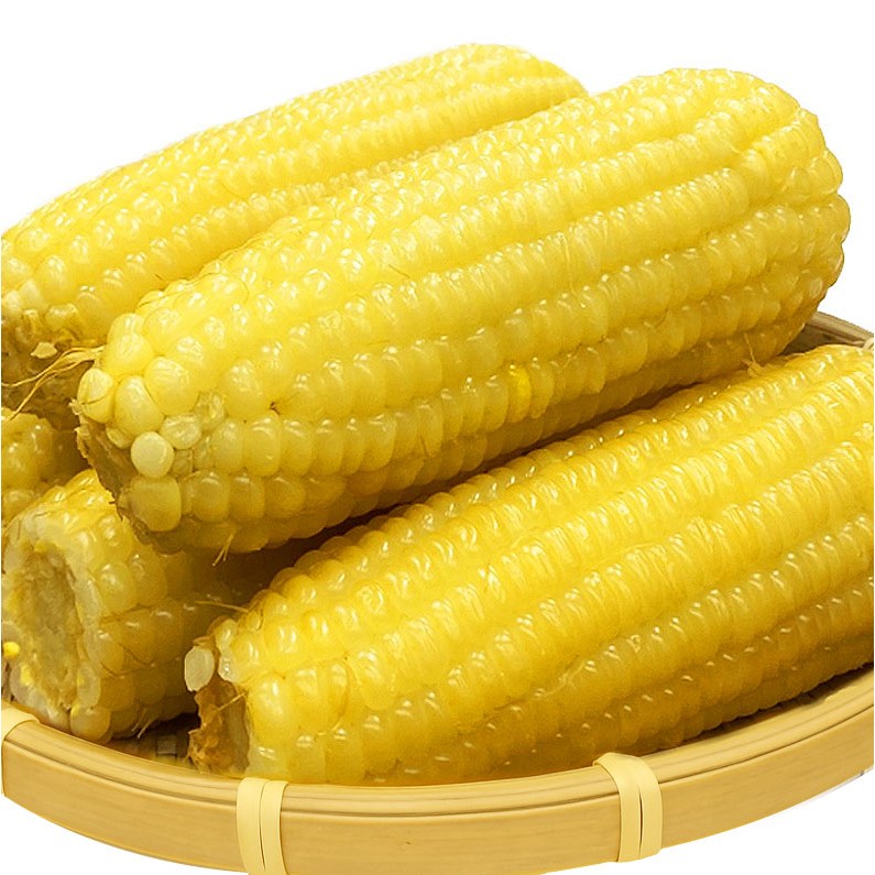 진생마트 쫀득쫀득 찰옥수수 벌크 백찰, 250g 내외, 20개 23,500원