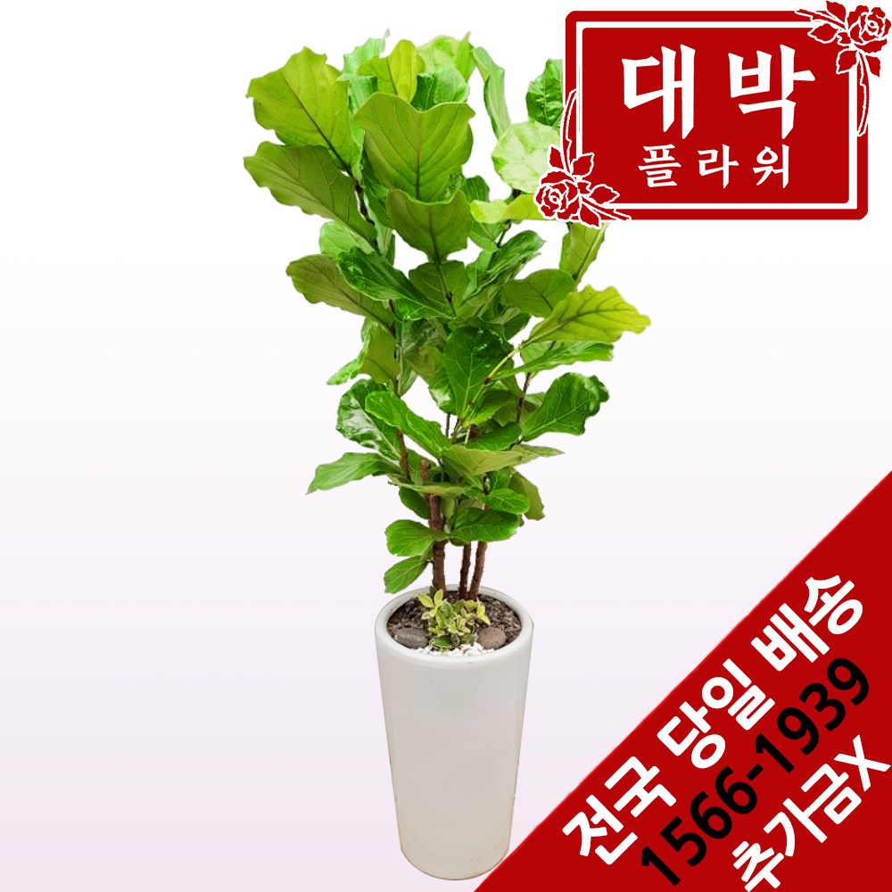대박플라워 떡갈고무나무 개업화분 집들이 인테리어 공기정화식물 관엽식물 꽃배달 98,600원