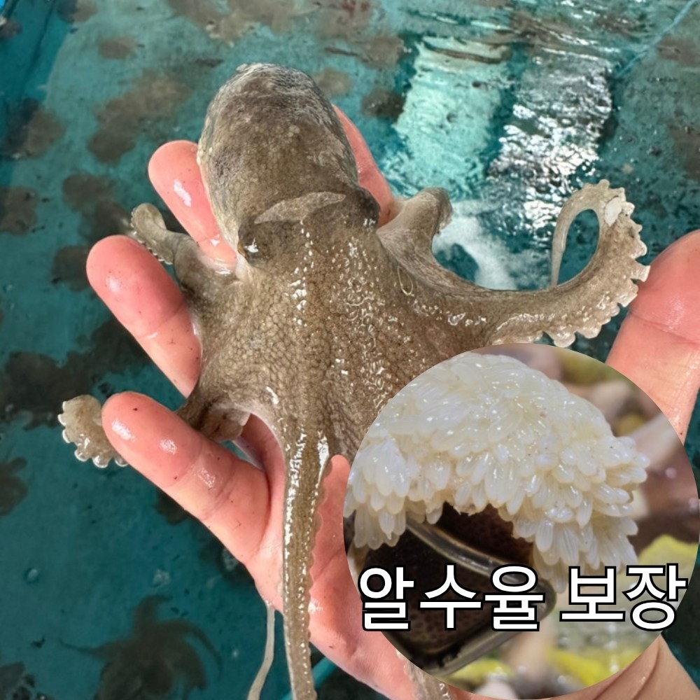 국산 알배기 활 쭈꾸미 당일경매 알수율보장 알쭈꾸미, 1개, 500g 25,000원