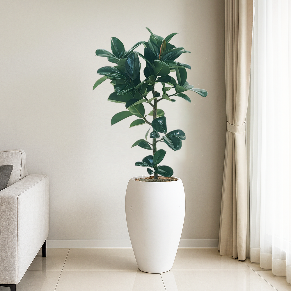 농원청년 에그팟 개업화분 집들이 거실화분 개업선물 음식점 카페 매장 사무실 플랜테리어 인테리어식물 실내공기정화식물 영전 취임 승진축하화분 199,000원