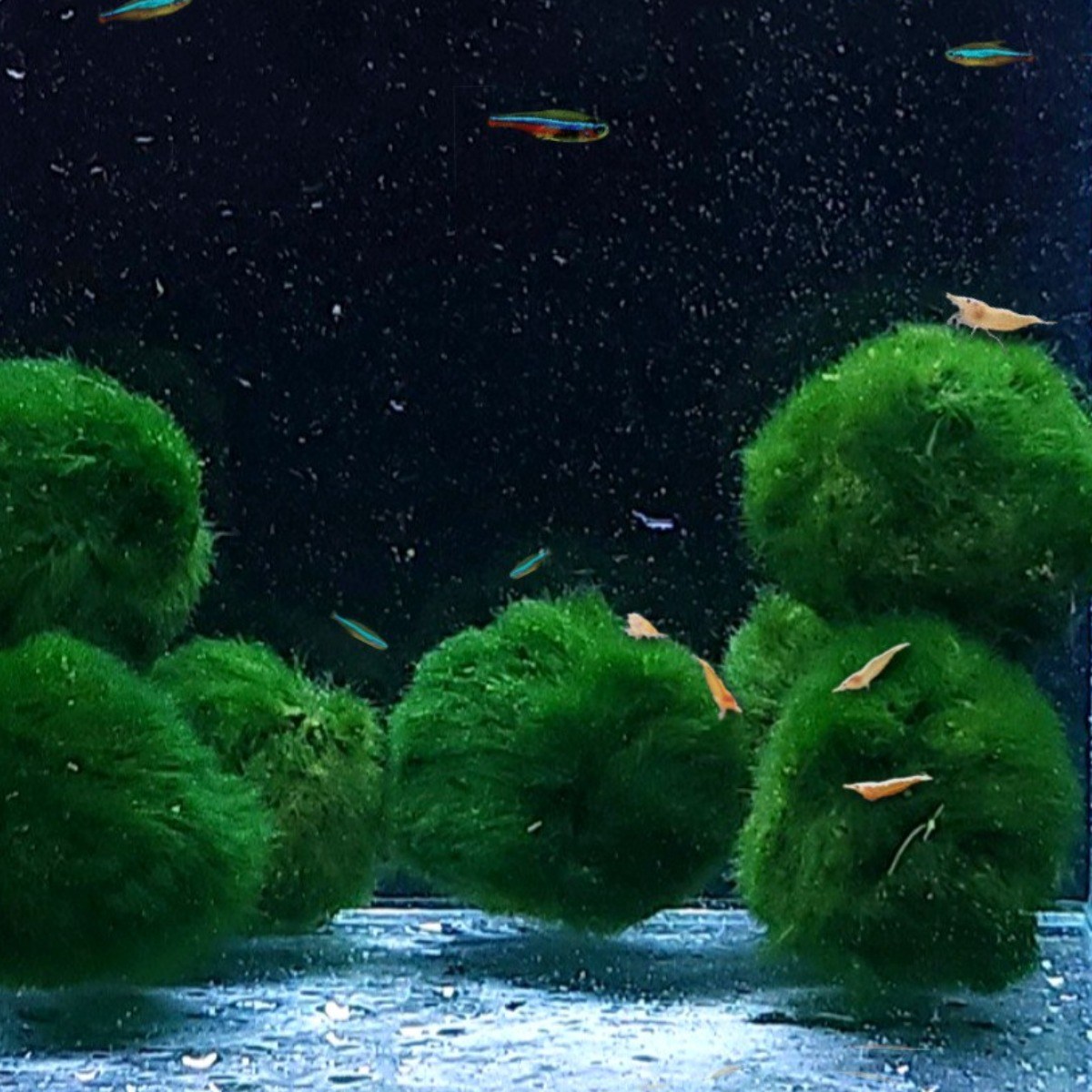 [미초] 모스볼 1개 3개 / 어린이 선물/ 인테리어 / 음성수초 / 새우 수초 / 모스볼 / 마리모, 3개 7,300원