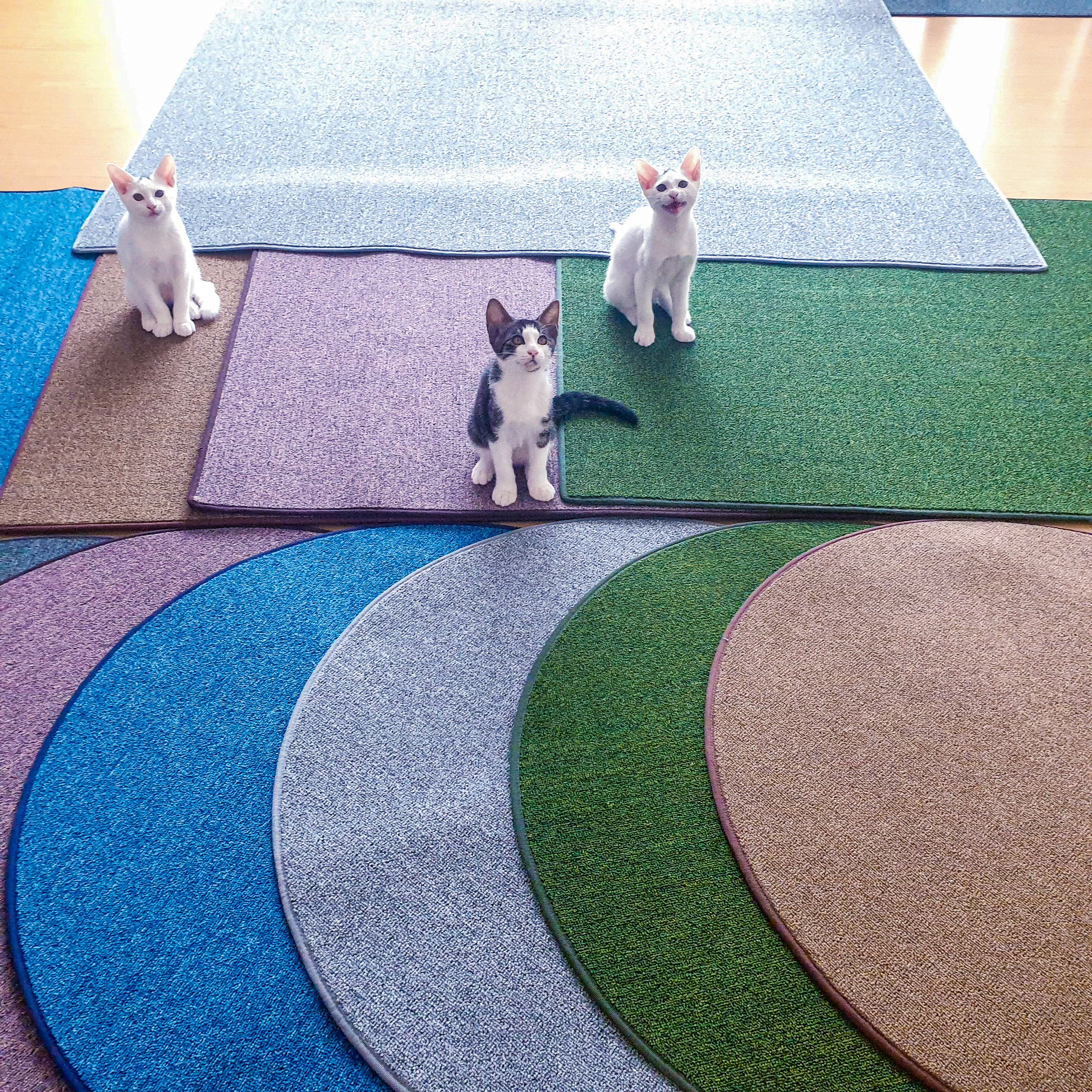 펫스트샵 고양이 평판형 스크래쳐 원형 대형 80cm, 1개, 연그레이 사각형 대형 (80CM*60CM) 22,600원