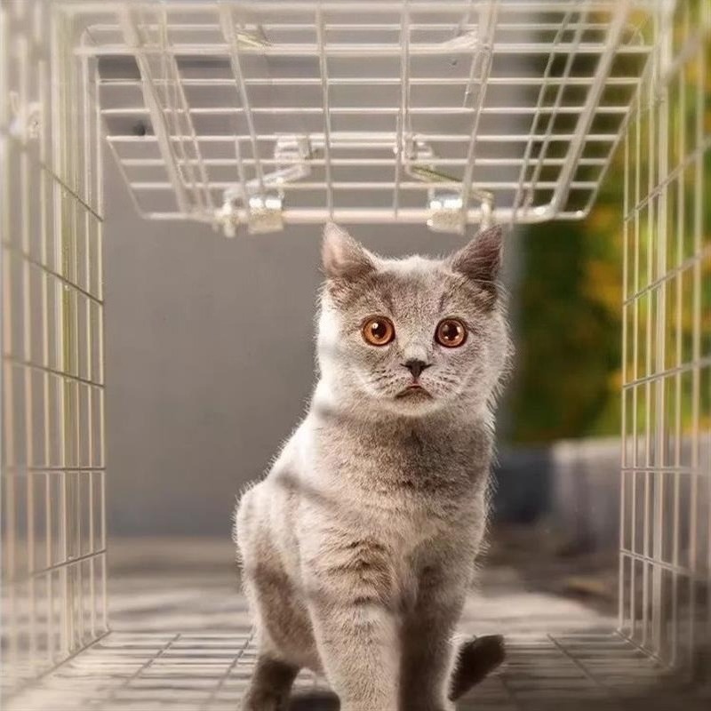 베베어스 원터치 동물 구조 길고양이 유해동물 족제비 강아지 포획틀 포획망 고양이, 1개 46,700원