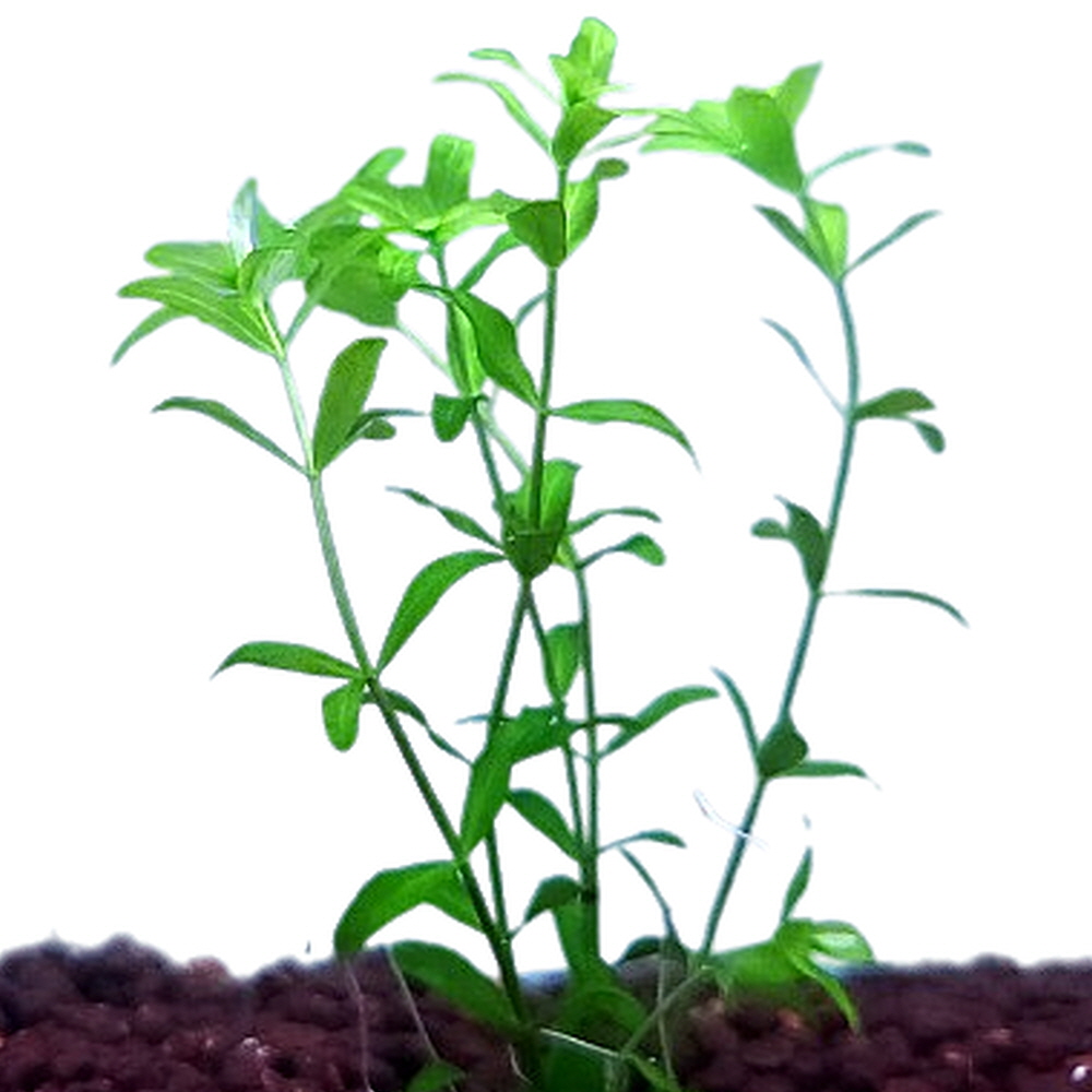 [미초 특가] 펄그라스 수초 20촉+5촉더 / 유경수초 / 초보자 수초 / 치어 수초, 현재가 9,970원