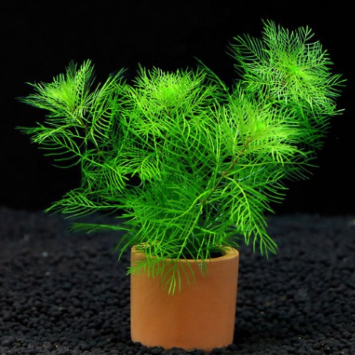 [수초대장] 밀리오필름 마토구로센세 (1포트) 포트수초 5,000원