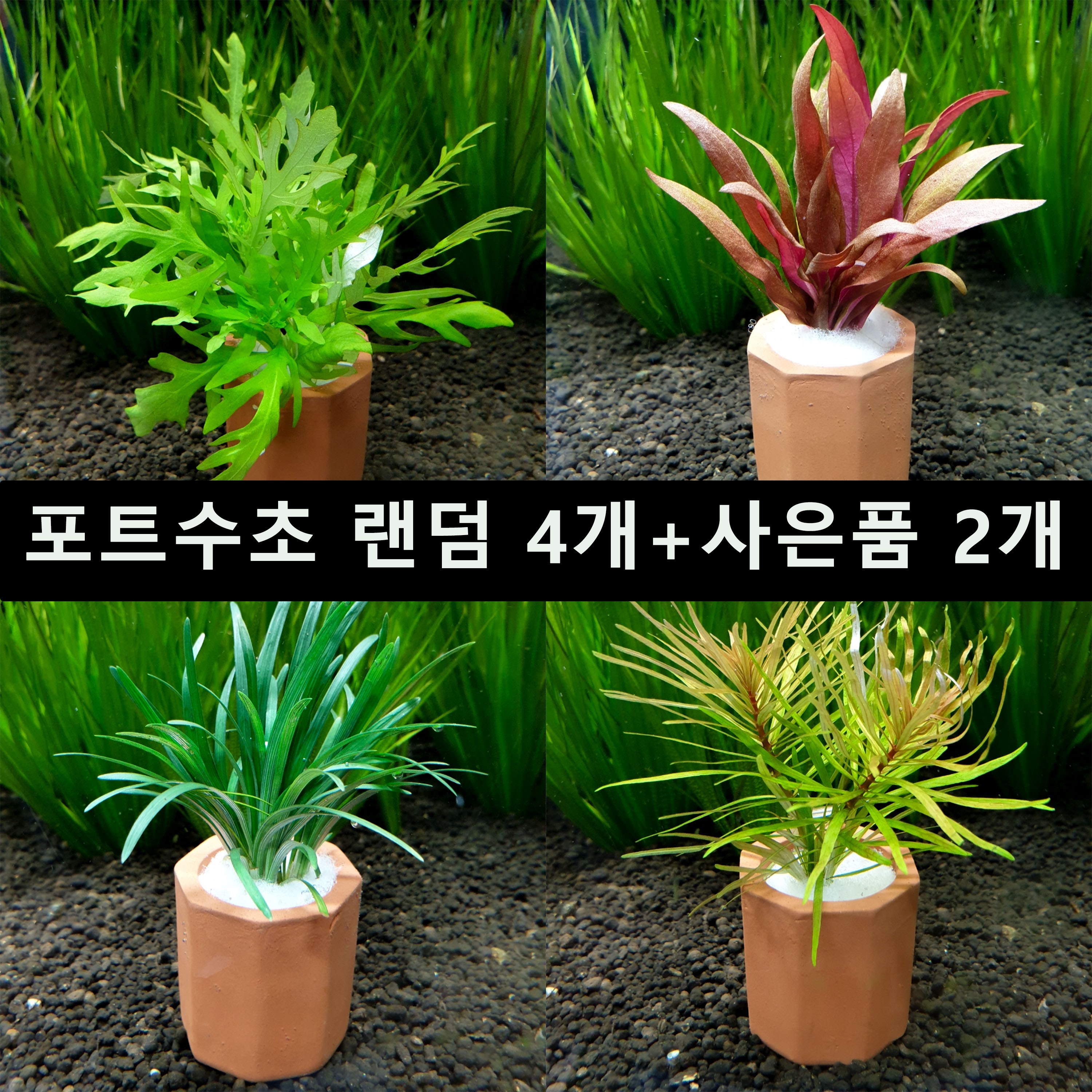 [수초몰] 랜덤 포트수초 세트 4개 + 사은품2개 / 초보자수초 자연수초 키우기 쉬운 수초 수초맛집 수초농장 수초전문 음성수초 활착수초 모스 모스볼 인기수초 구피 새우 은신처 14,990원