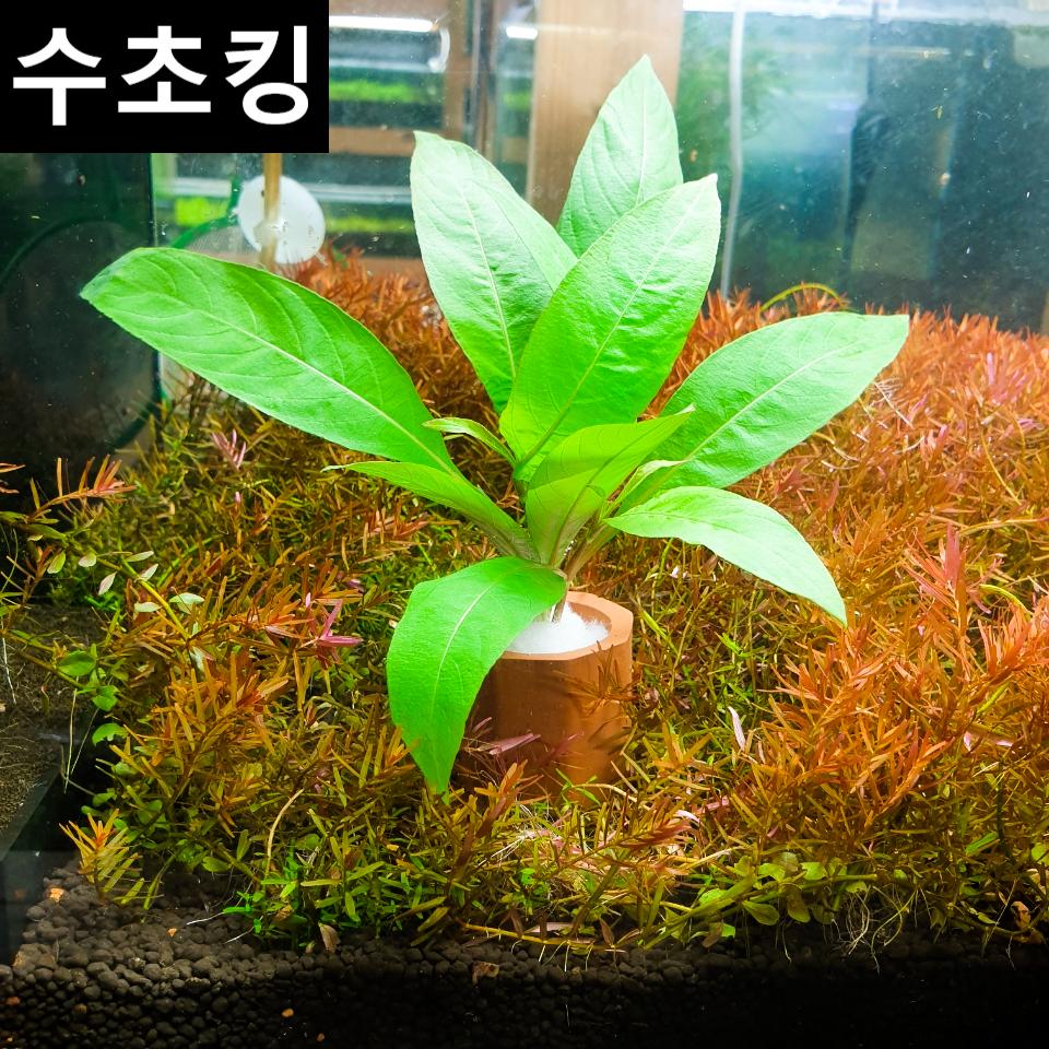 [수초킹] 키우기 쉬운 하이그로필라 라지리프 포트수초 /수초맛집 초보수초 새우놀이터 구피키우기 구피어항 구피 새우 모스 모스볼 수초농장 수초도매 구피수초 구피어항 새우수초 인기수초 8,990원