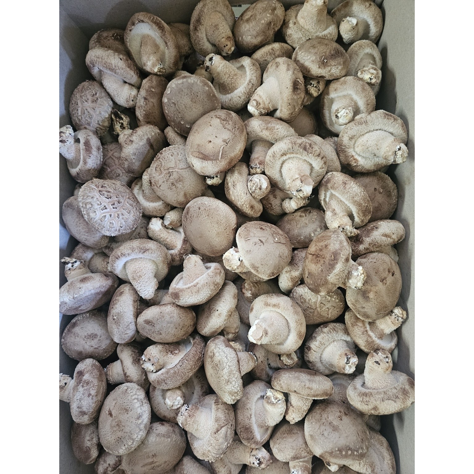 [서산여미표고]GAP인증 생표고버섯 가정용 상품, 1박스, 10KG(상품) 106,460원