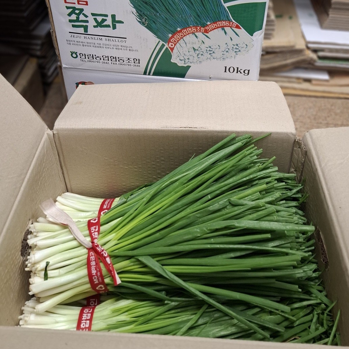 노지 햇 쪽파 깐쪽파 손질쪽파, 2개, 1kg, 현재가 11,700원