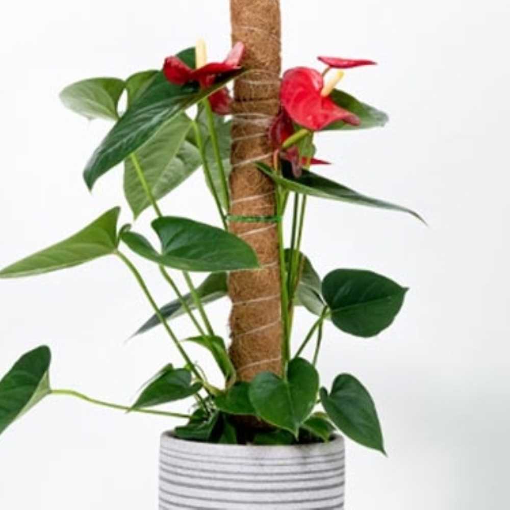 코코넛 섬유 원예식물 물공급 지지대 수태봉 1M 17,200원