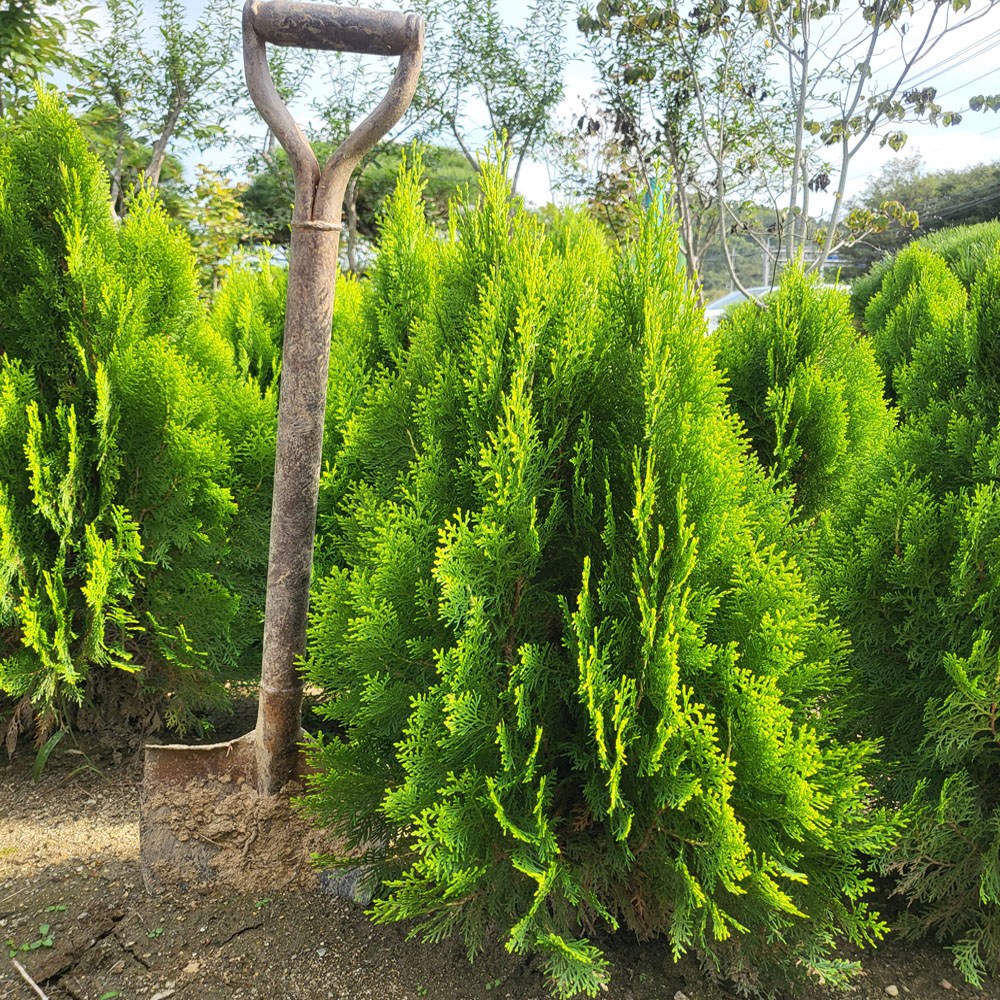 [나무의모든것] 측백나무 황금측백 에메랄드 그린 11,000원