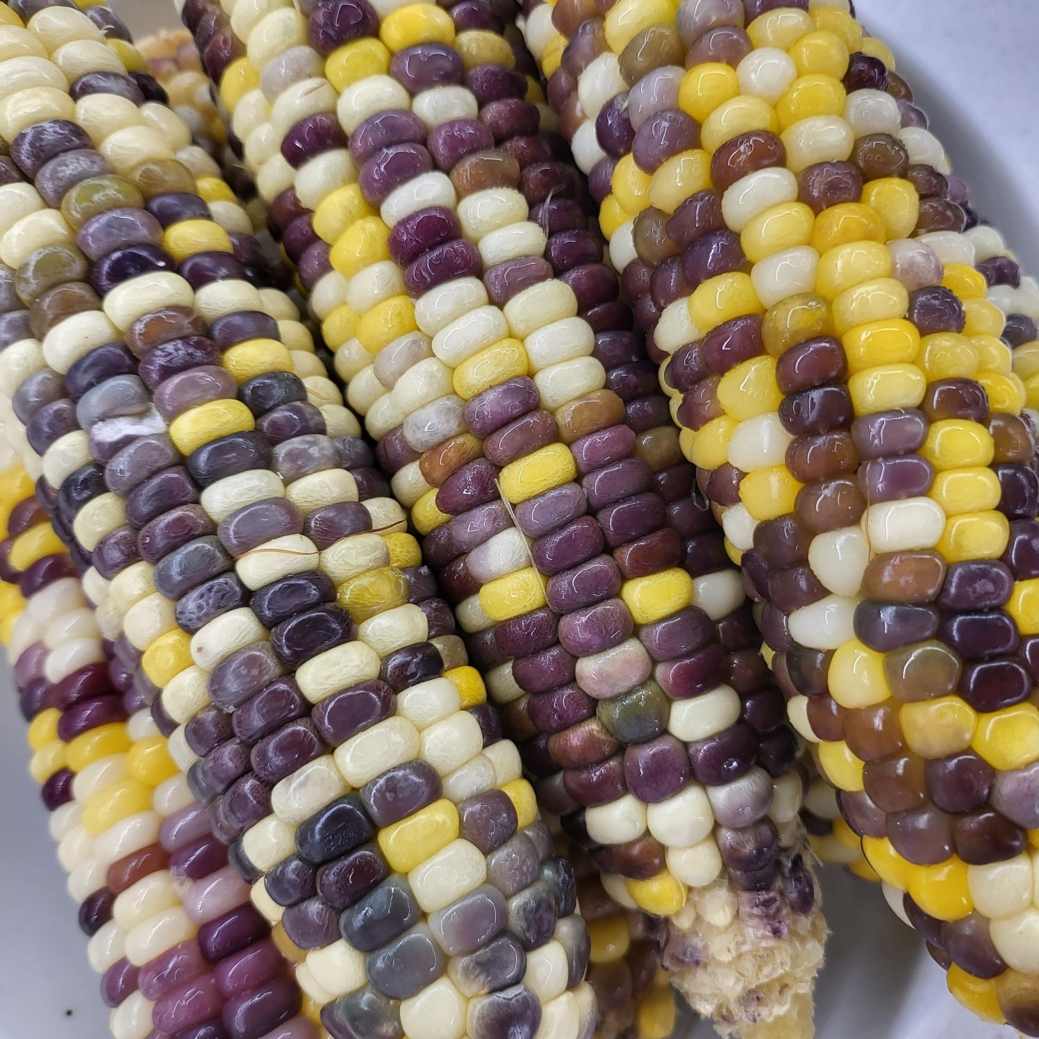 우선선별 찰옥수수 15개 알룩이 쫀득한 자연그대로 33,480원