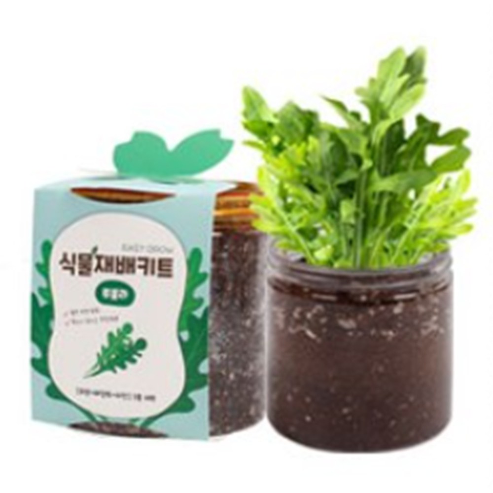 루꼴라키우기 가정용식물재배키트 모종 새싹 열매 어린이집 초등학교 6,880원