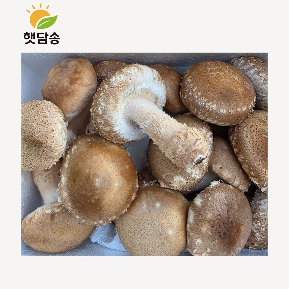 [행사]햇담송 무농약 국내산 송화버섯 정품중상급 [ 1kg+건조송화 ] 이천 송고버섯, 1개, 500g 송화버섯 중급 16,000원