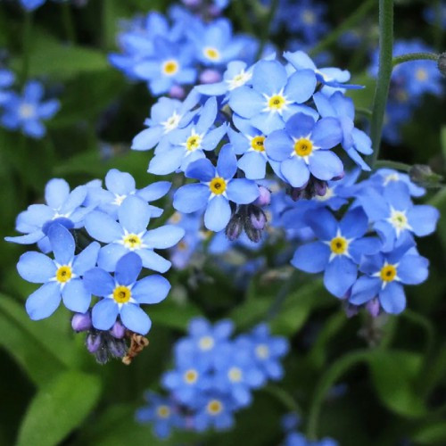 어린모종 물망초 8cm분 3,000원