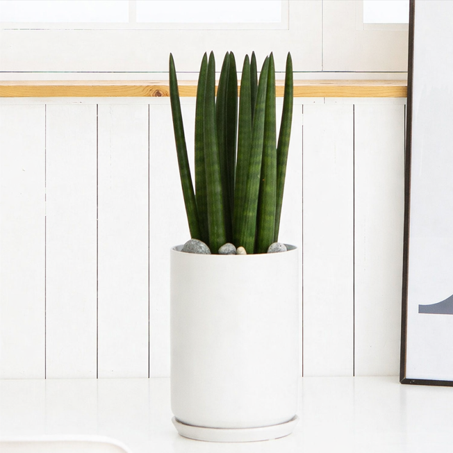 나눔플라워 전국 관엽식물 금전수 스투키 해피트리 행운목 극락조 고무나무 개업축하 실내공기정화 사무실식물 나무배달서비스, 1개, 스투키 (바닥형) 103,000원