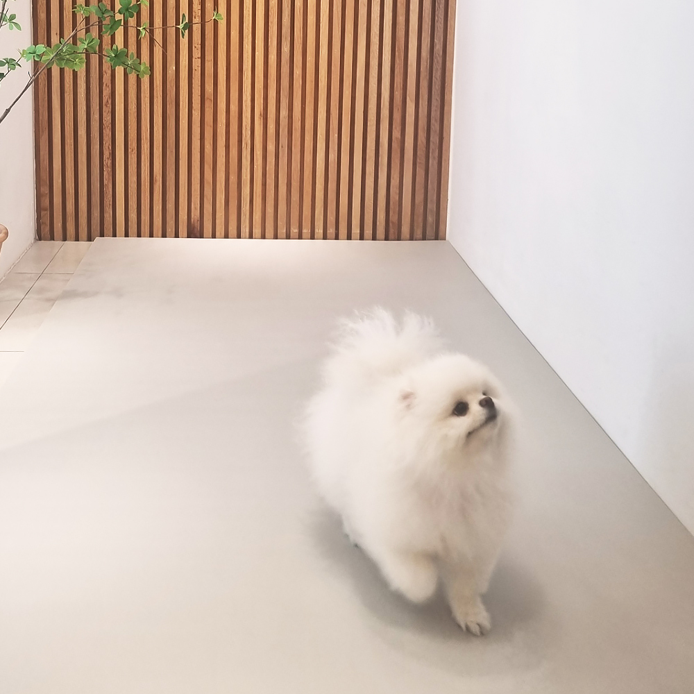 천일카페트 강아지 미끄럼방지 거실 복도 롤 덧매트, 아이보리, 1개 41,950원