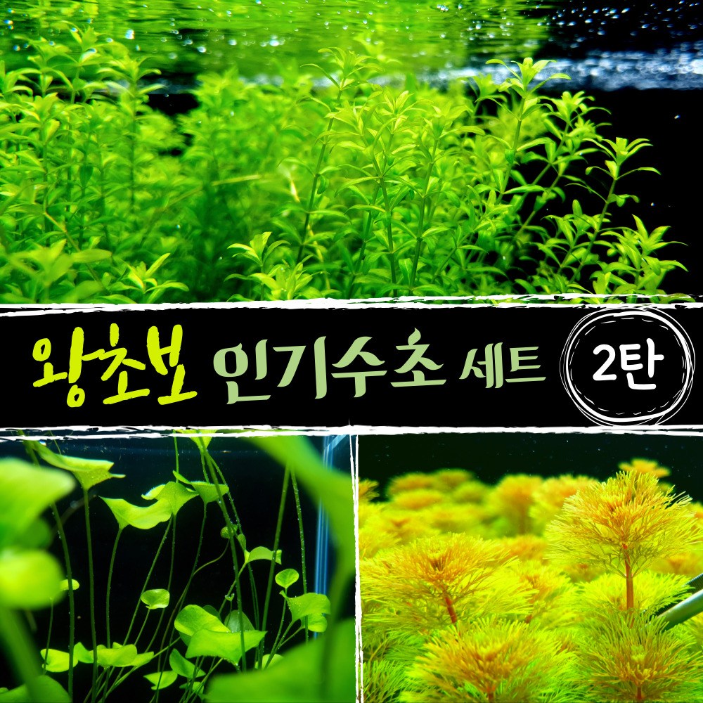 [미초] 키우기 쉬운 왕초보 수초 세트 [2탄] (펄그라스+타이완가가부타+암브리아) / 초보자 수초 / 수초 세트 / 구피 수초 / 치어 수초 12,800원