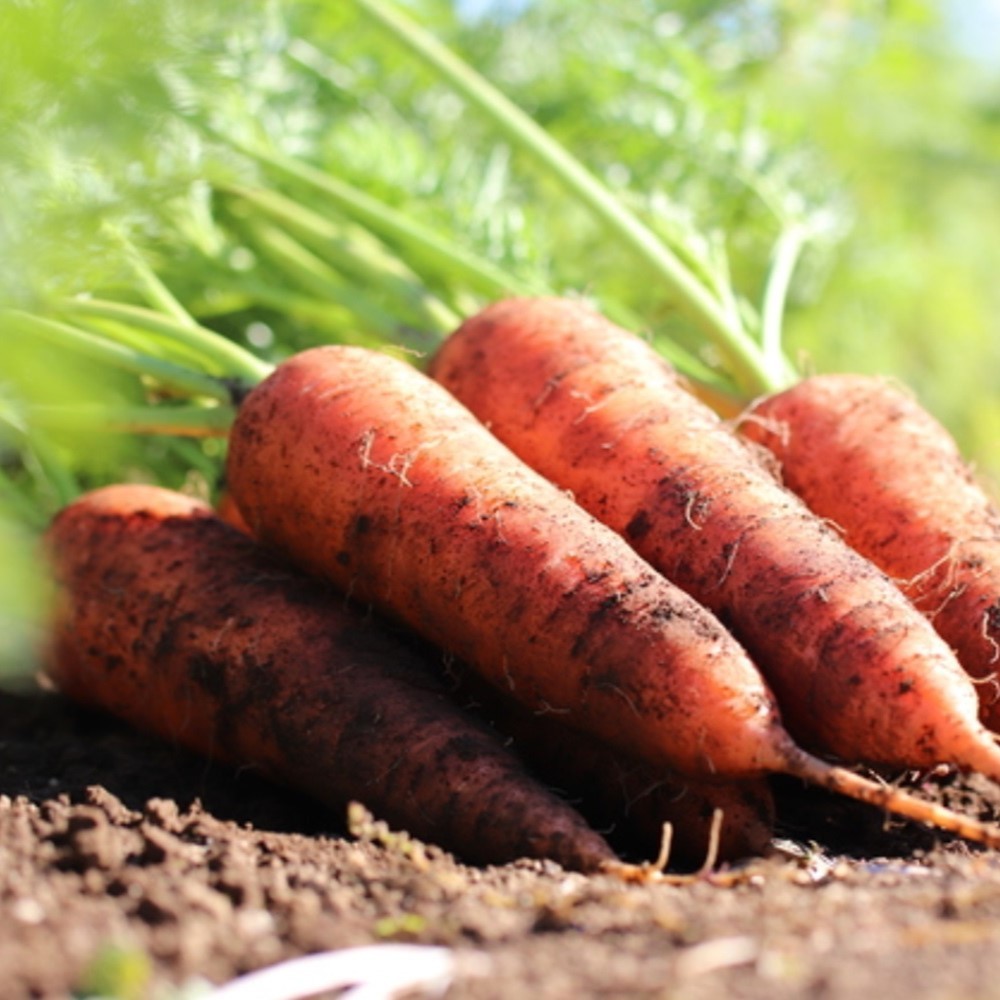 식감최강 당근일미 제주 구좌 흙당근 16,800원