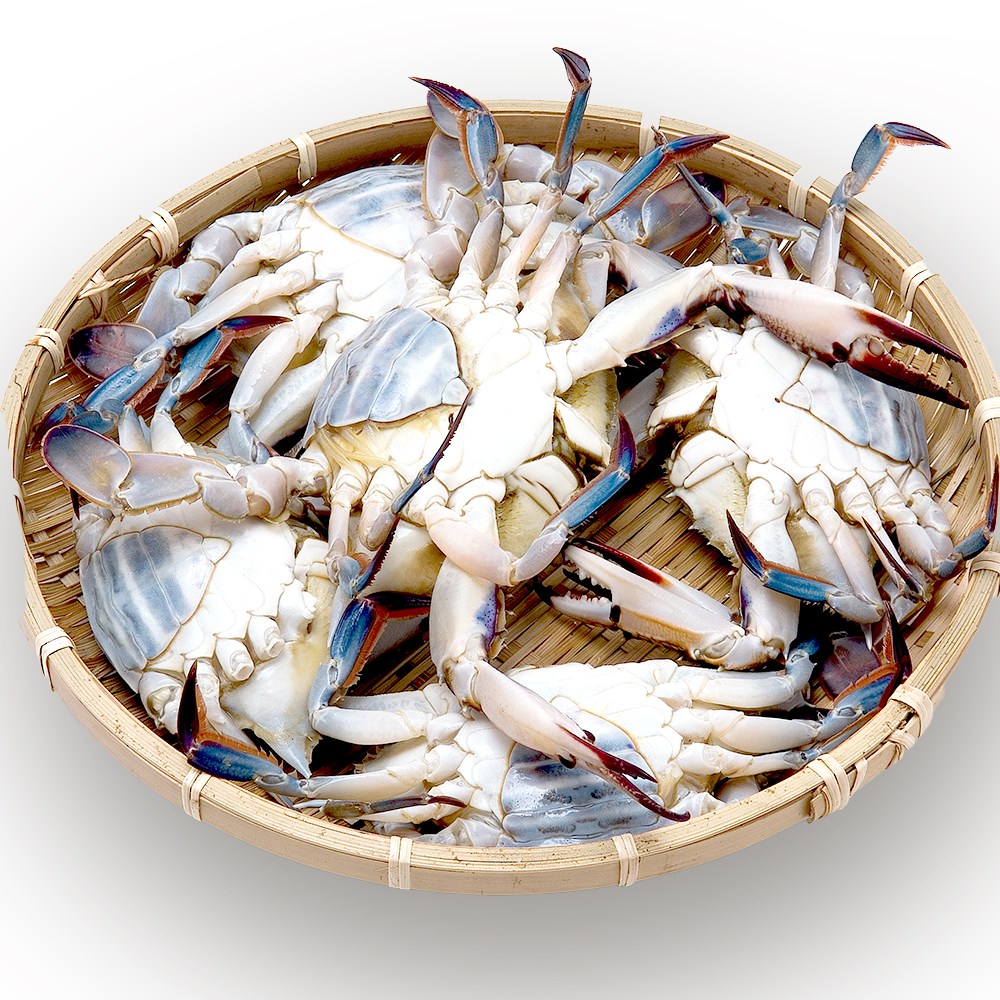 [당일조업] 산지직송 연평도 활 꽃게 최상급 당일배송, 1개, 1kg (4~6미) 24,500원