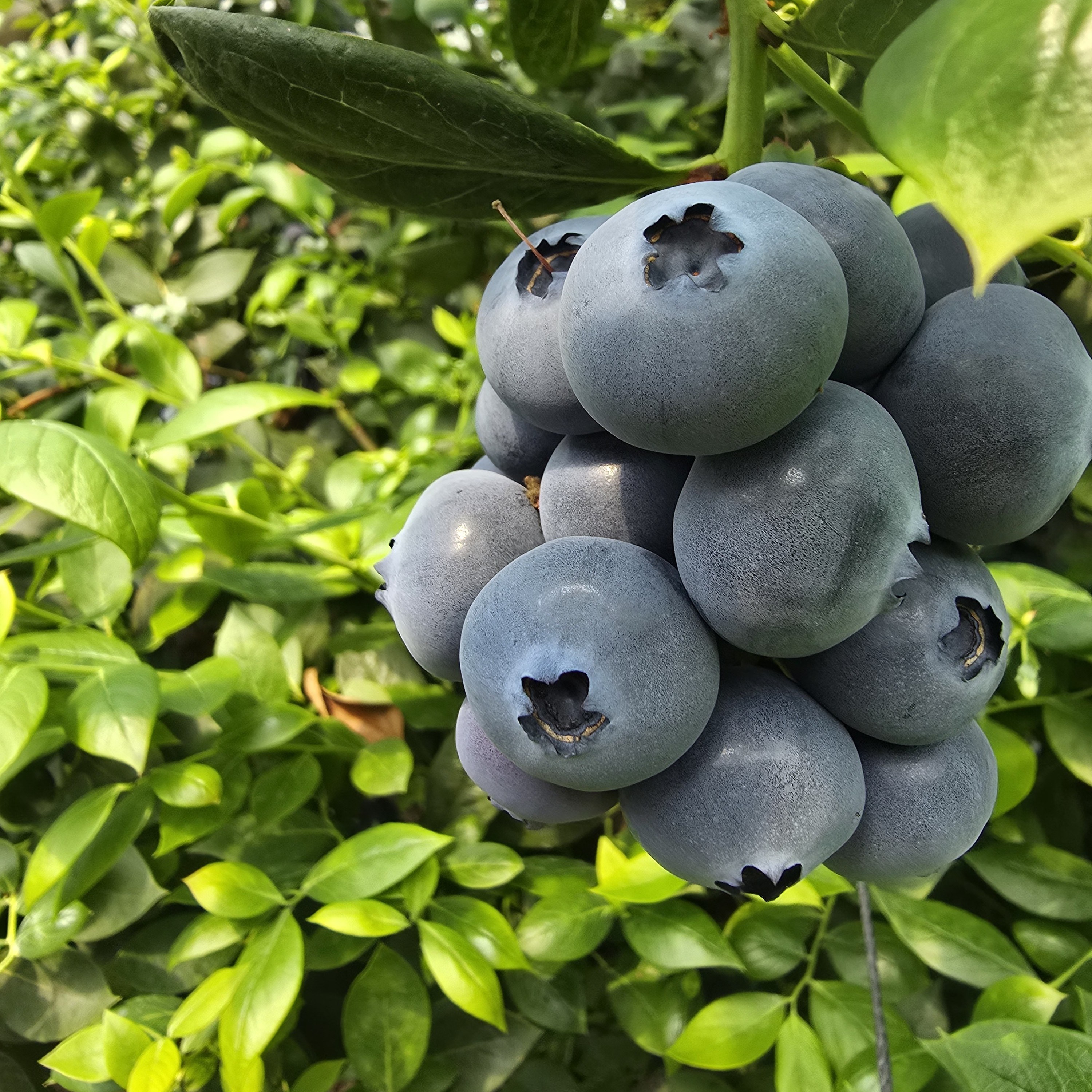 [무농약] 제주 국산 무농약 블루베리 특 왕특 왕, 1개, 무농약 블루베리 1kg (왕왕) 110,900원
