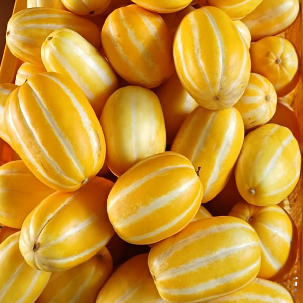 성주 꿀 참외 산지직송 당도선별 가정용, 5kg (가정용 랜덤과), 1개 29,900원