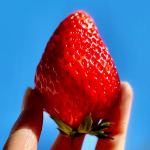 [호텔납품용] 명품딸기 설향딸기 당도보장 산지직송 선별등급 33,400원