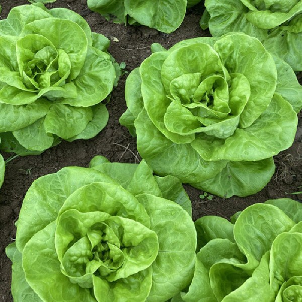 국내산 유러피안 샐러드 모듬 샐러드 유럽 채소 (3종 이상 혼합), 1박스, 2kg 26,600원