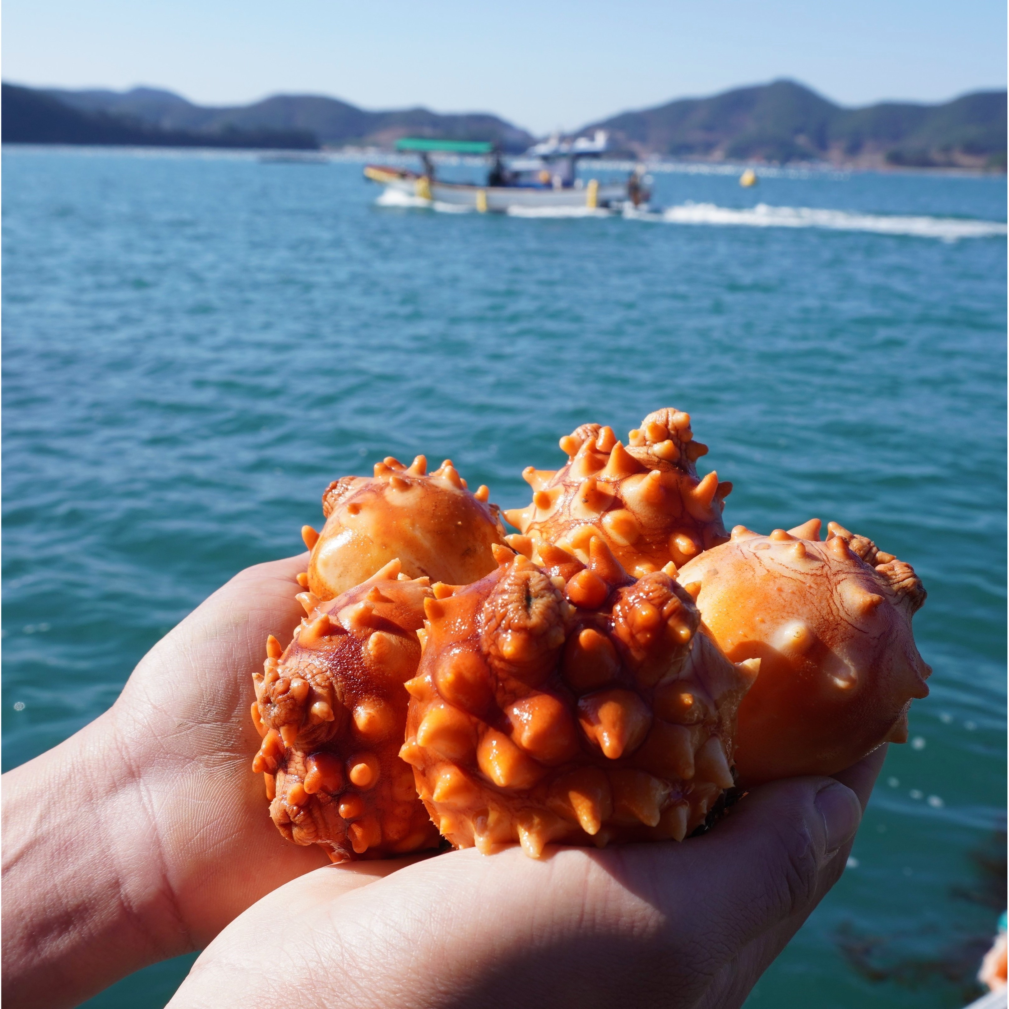 통영 제철 최상급 멍게 활멍게, 1개, 활멍게3kg 23,900원