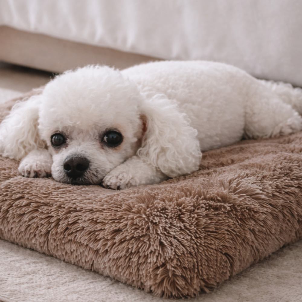 브오미 강아지방석 애견 고양이 쿠션 침대, 1개, 브라운 20,000원