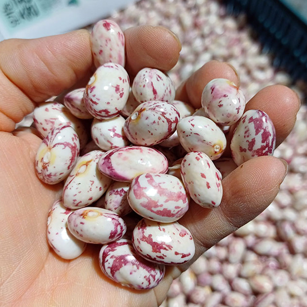 강원도 유기농 호랑이 콩 급냉 깐호랑이콩 줄콩 냉동호랑이콩 울타리콩 43,790원